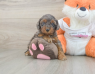 8 week old Cavapoo Puppy For Sale - Florida Fur Babies