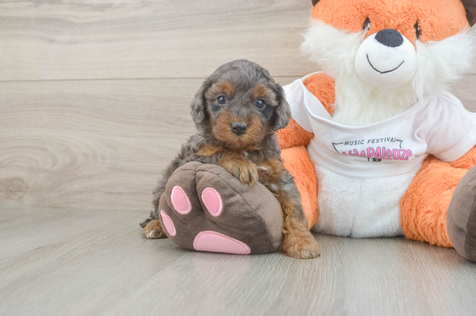 5 week old Cavapoo Puppy For Sale - Florida Fur Babies