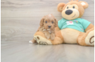 Cavapoo Puppy for Adoption