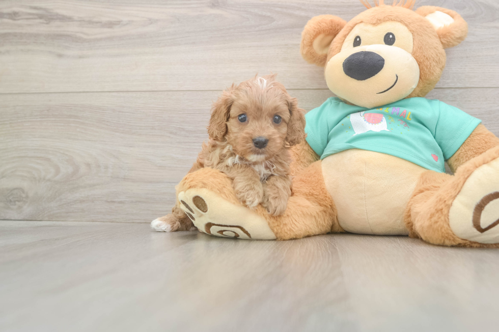 Cavapoo Puppy for Adoption
