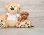 7 week old Cavapoo Puppy For Sale - Florida Fur Babies