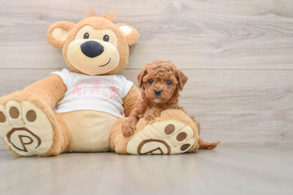 Popular Cavapoo Poodle Mix Pup