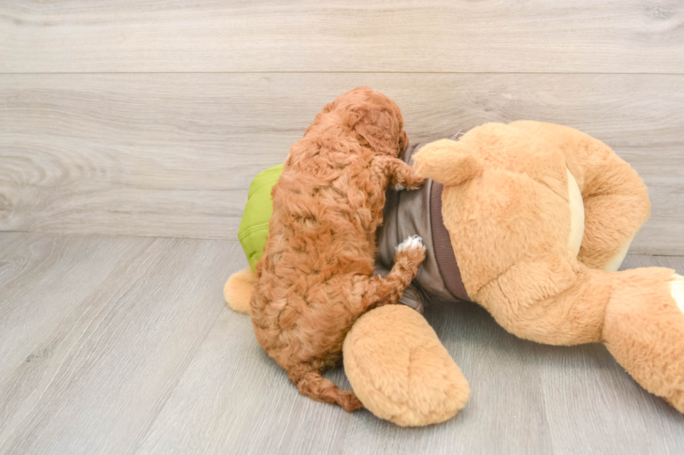 Cavapoo Puppy for Adoption