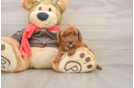 Petite Cavapoo Poodle Mix Pup