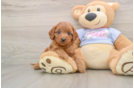 Friendly Cavapoo Baby