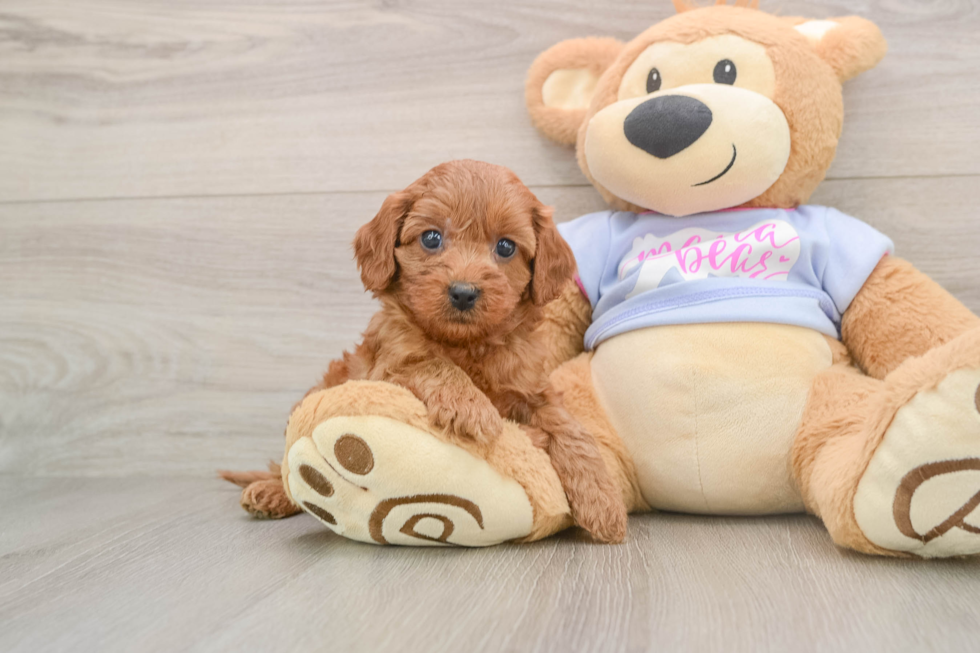 Friendly Cavapoo Baby