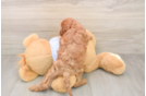Cute Cavapoo Baby