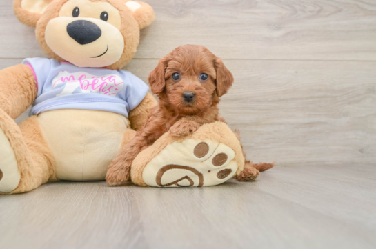 Cute Cavapoo Baby