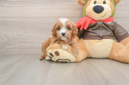 Cavapoo Pup Being Cute
