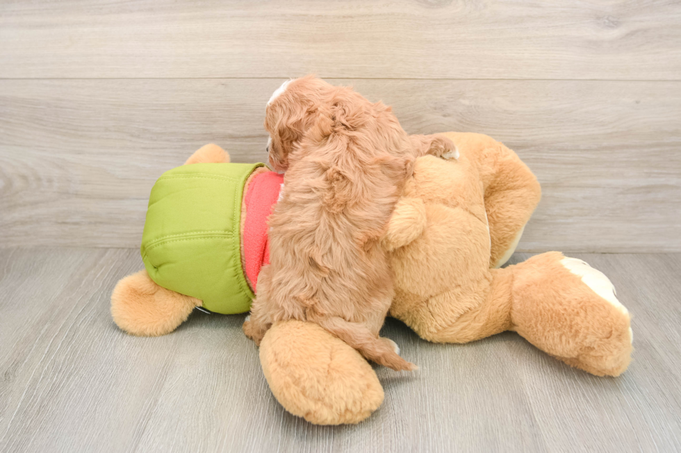 Cavapoo Puppy for Adoption