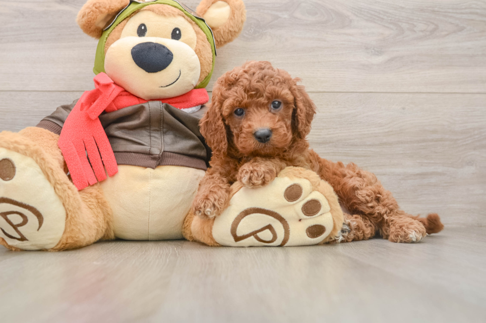 Best Cavapoo Baby