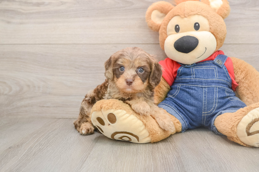 Cavapoo Puppy for Adoption