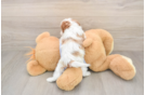 Best Cavapoo Baby