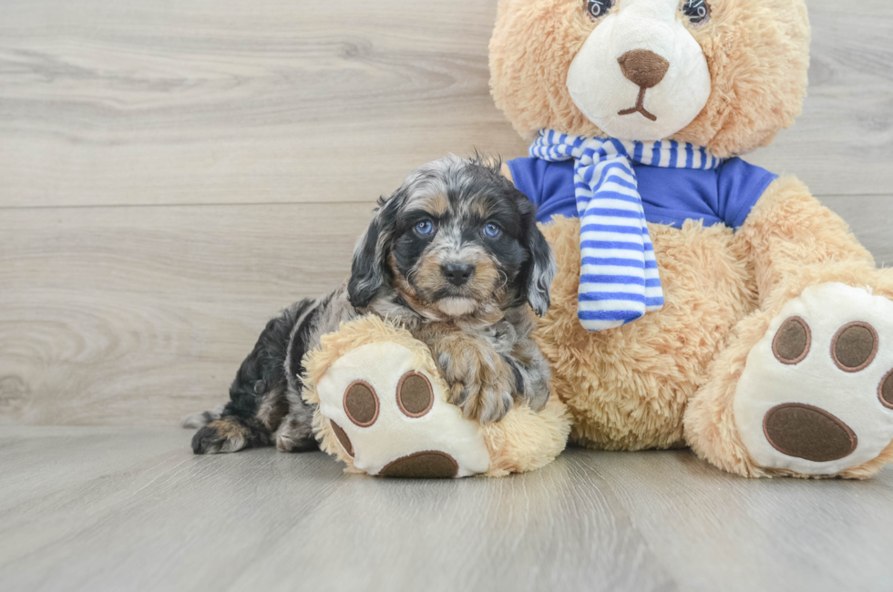 6 week old Cavapoo Puppy For Sale - Florida Fur Babies