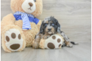 Cavapoo Pup Being Cute