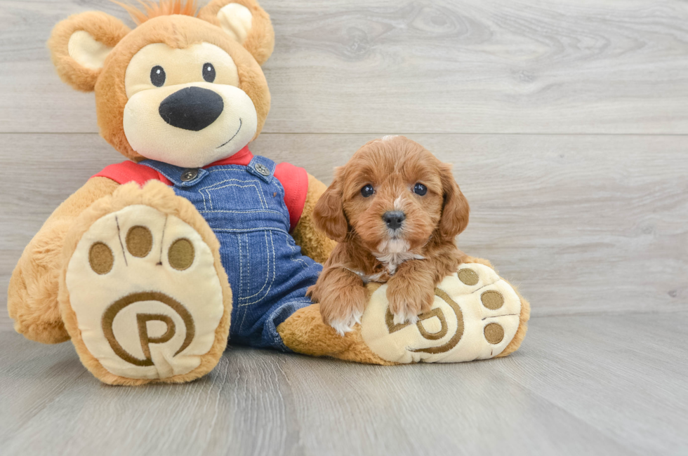 7 week old Cavapoo Puppy For Sale - Florida Fur Babies