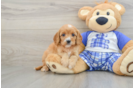 Cavapoo Pup Being Cute