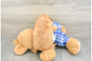 Best Cavapoo Baby