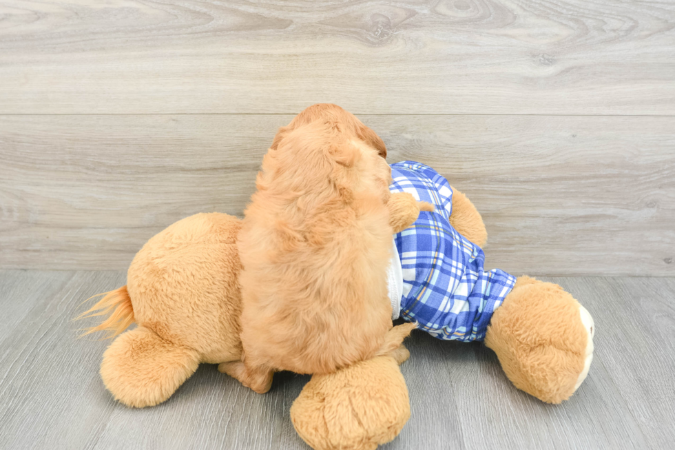 Best Cavapoo Baby