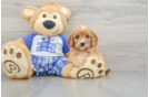 Best Cavapoo Baby