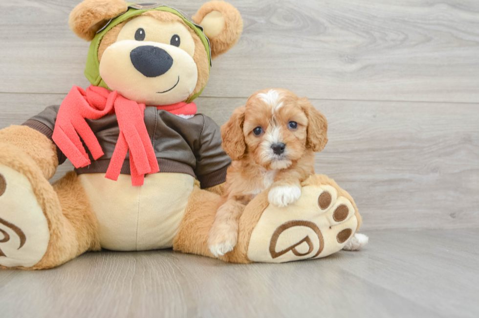 5 week old Cavapoo Puppy For Sale - Florida Fur Babies
