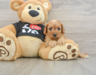 7 week old Cavapoo Puppy For Sale - Florida Fur Babies