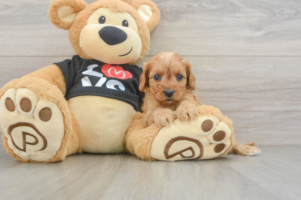 6 week old Cavapoo Puppy For Sale - Florida Fur Babies