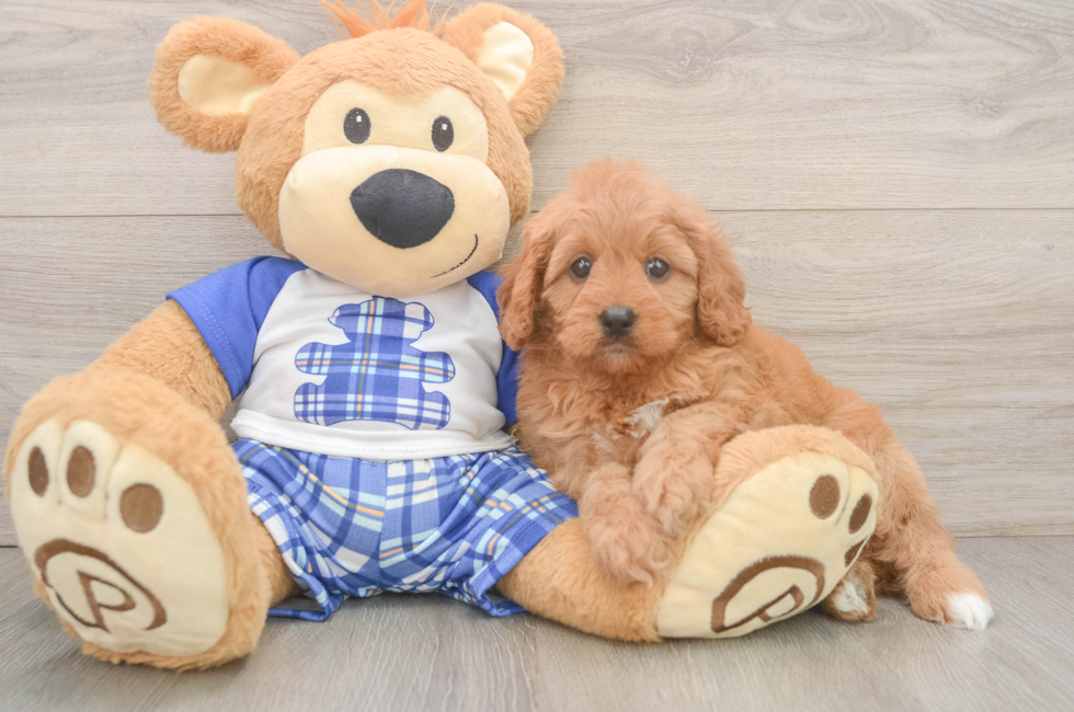 5 week old Cavapoo Puppy For Sale - Florida Fur Babies