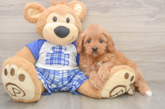 Best Cavapoo Baby