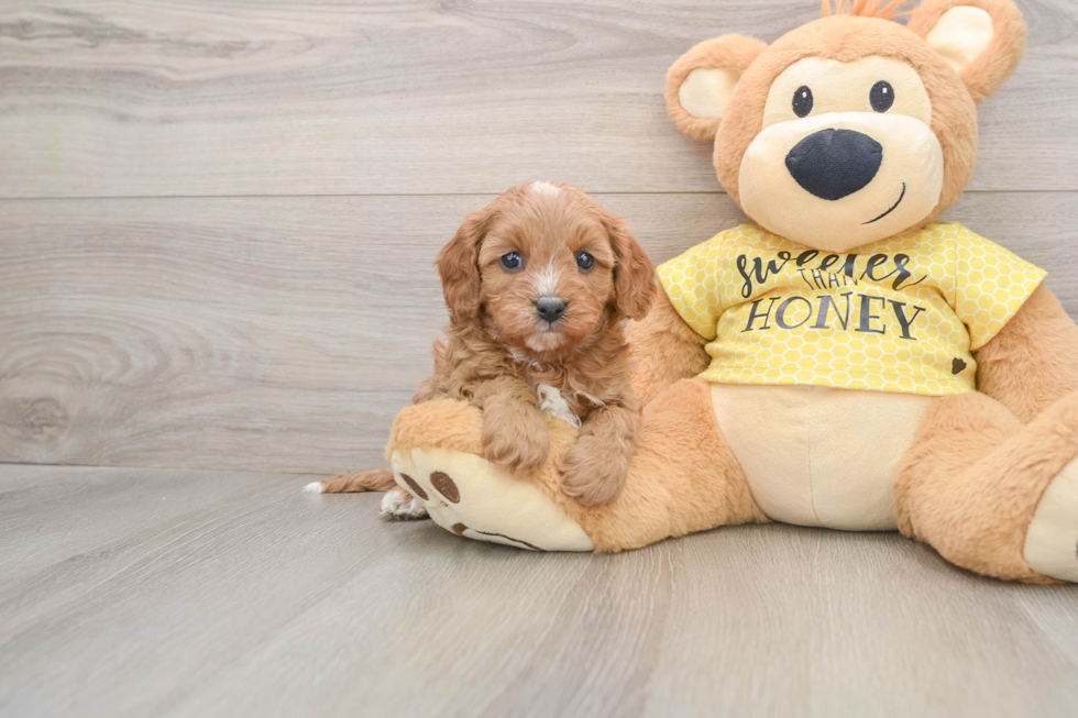 Cavapoo Pup Being Cute