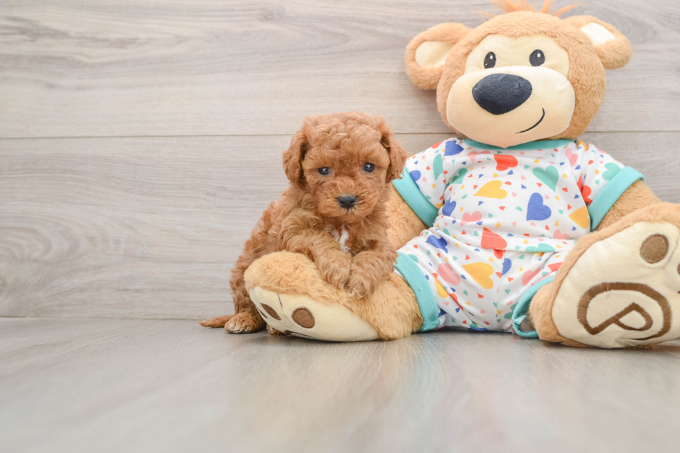 Friendly Cavapoo Baby