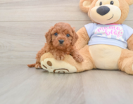 7 week old Cavapoo Puppy For Sale - Florida Fur Babies