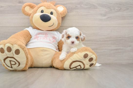 Cavapoo Puppy for Adoption