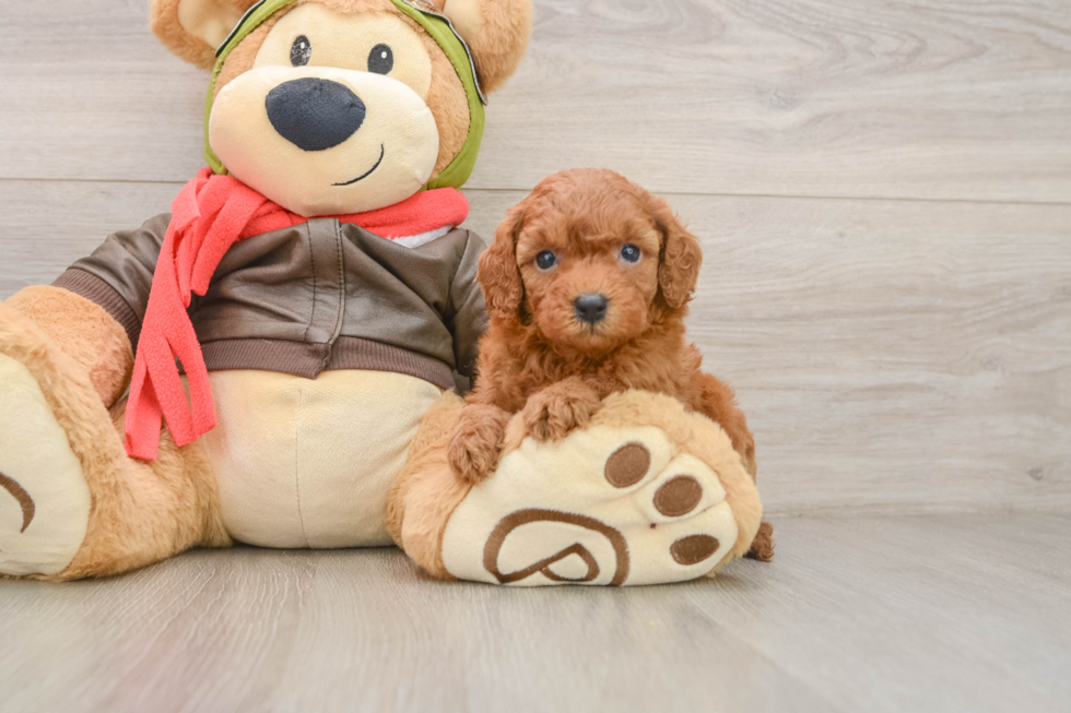 Best Cavapoo Baby