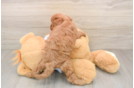 Happy Cavapoo Baby