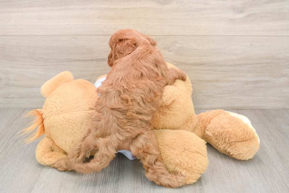 Happy Cavapoo Baby
