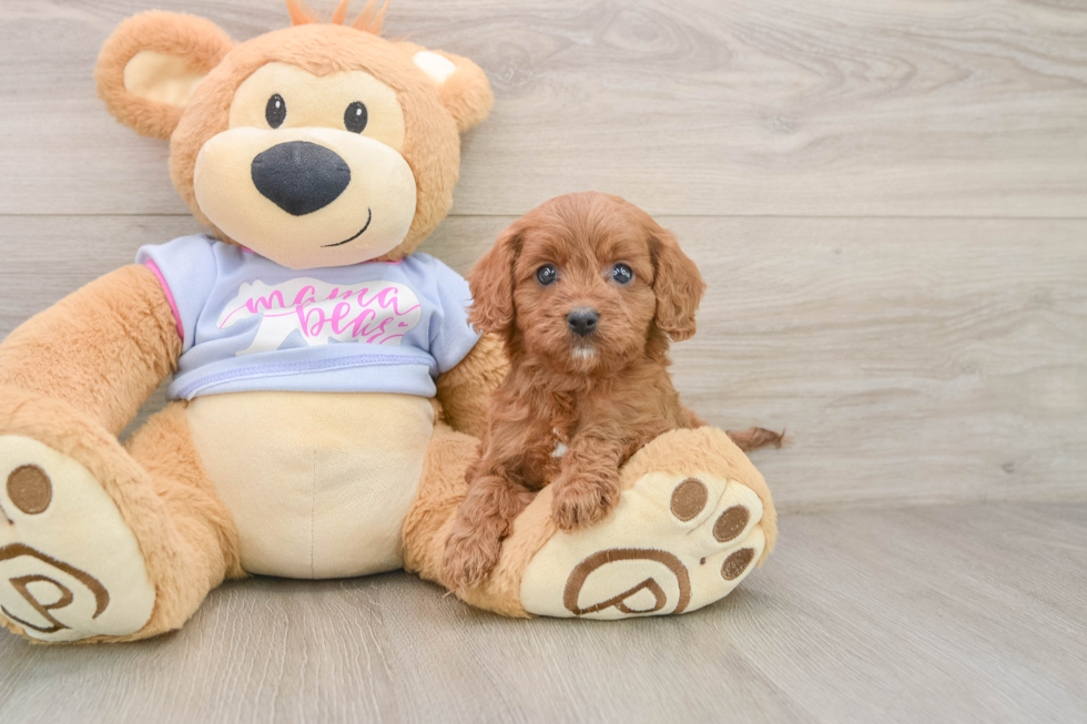 Energetic Cavoodle Poodle Mix Puppy