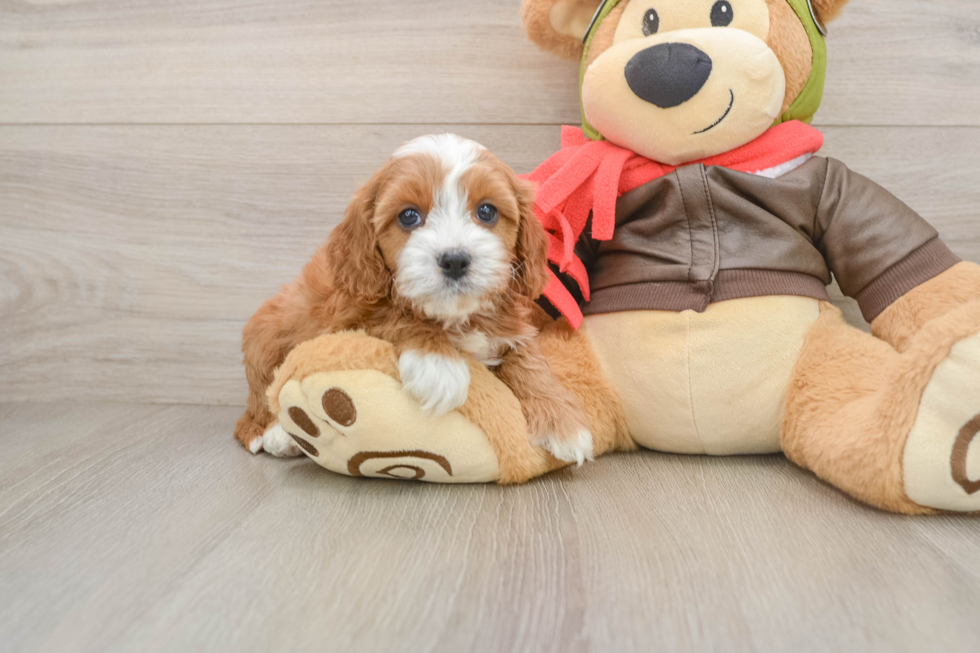 Best Cavapoo Baby
