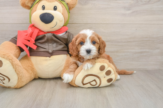 Cavapoo Puppy for Adoption