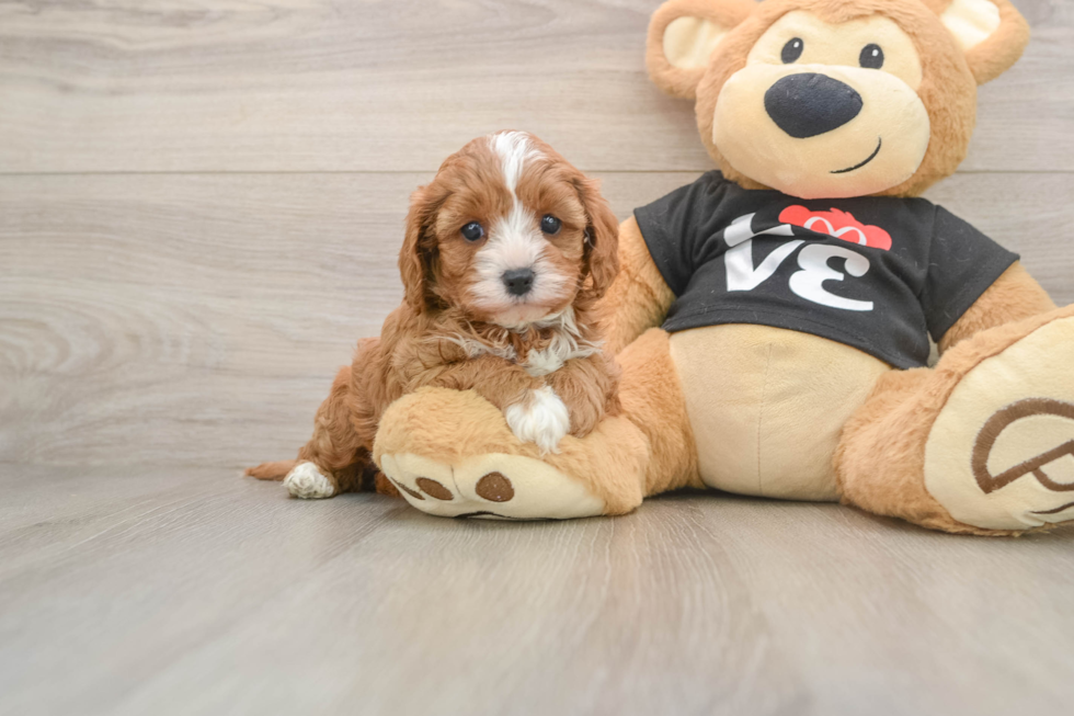 Adorable Cavalier King Charles Spaniel and Poodle Mix Poodle Mix Puppy