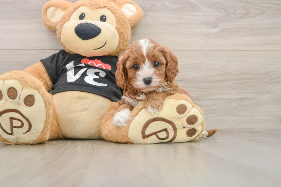 Best Cavapoo Baby