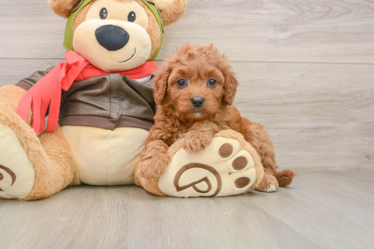 Cute Cavapoo Baby
