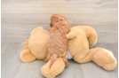 Best Cavapoo Baby