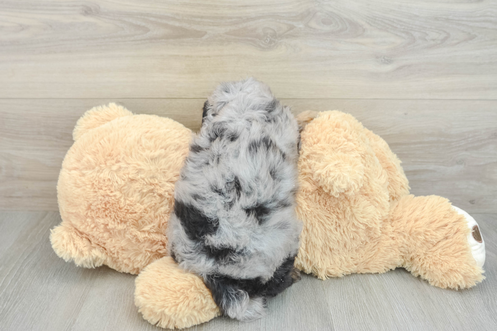 Energetic Cavoodle Poodle Mix Puppy