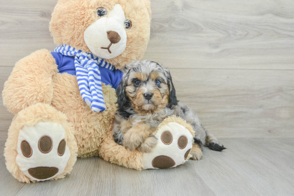 Playful Cavapoodle Poodle Mix Puppy