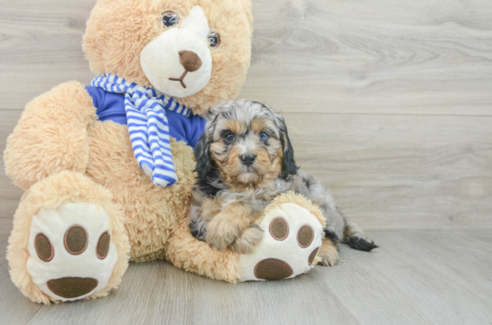 Playful Cavapoodle Poodle Mix Puppy