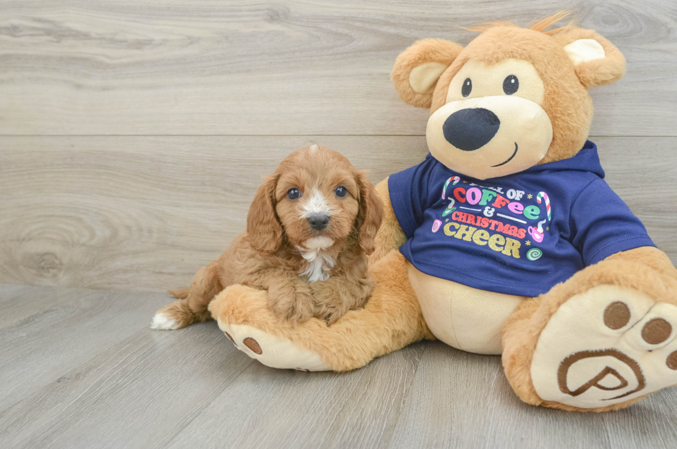 5 week old Cavapoo Puppy For Sale - Florida Fur Babies