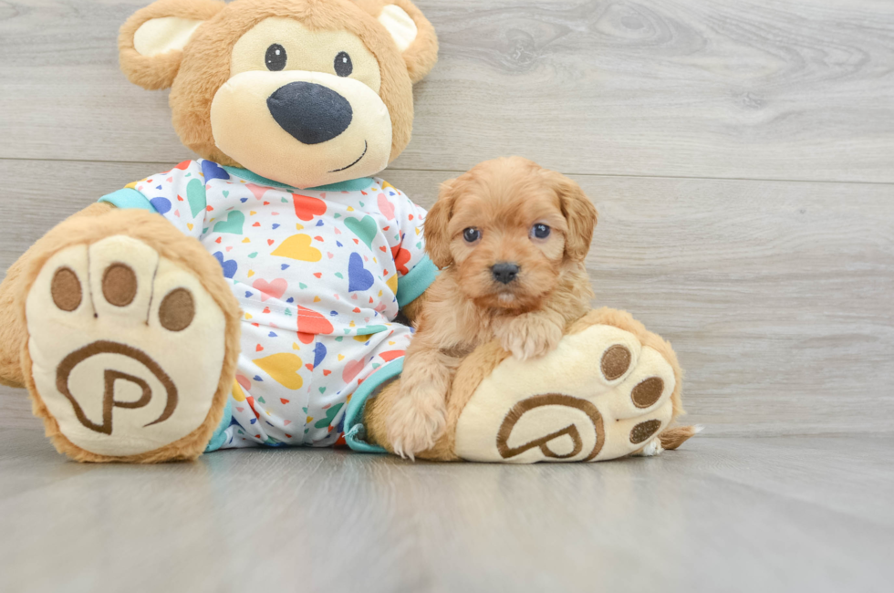 7 week old Cavapoo Puppy For Sale - Florida Fur Babies