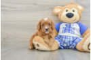 Fluffy Cavapoo Poodle Mix Pup