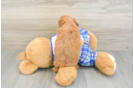 Best Cavapoo Baby
